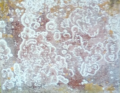 lichen.blean.31.12.17