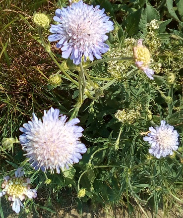This image has an empty alt attribute; its file name is bodsham-walk10-scabious.jpg